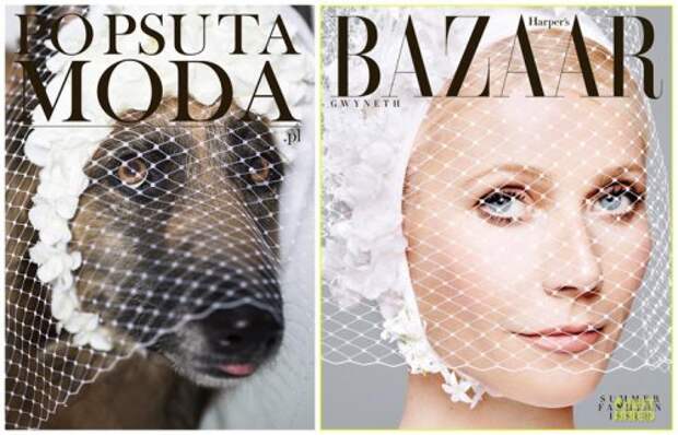 Кампания "Po Psu Ta Moda", с помощью которой собаки из приюта обретают дом (11 фото)