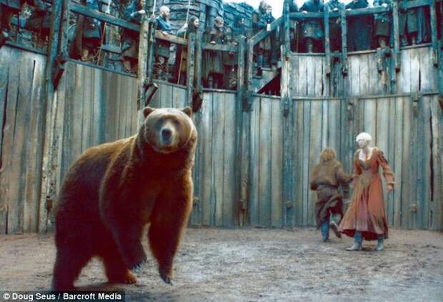 За кадром фильмов с участием медведей животные, кино