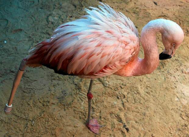 Добрые люди сделали протез для фламинго