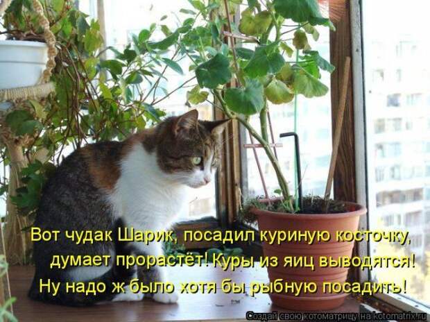 Котоматрицы :)