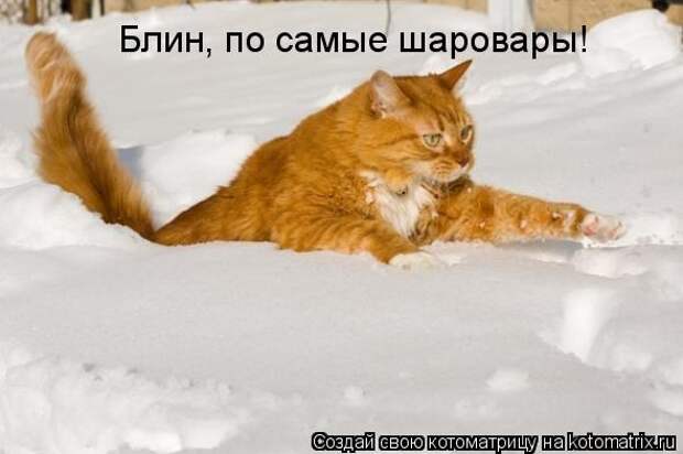 Котоматрица