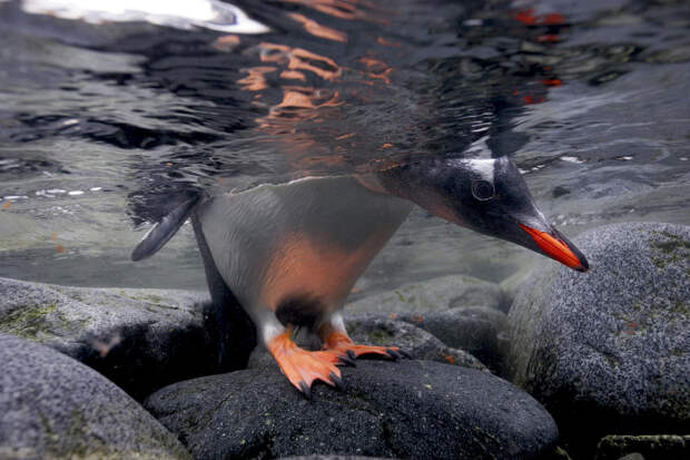 Птенец папуанского пингвина заглядывает в воду