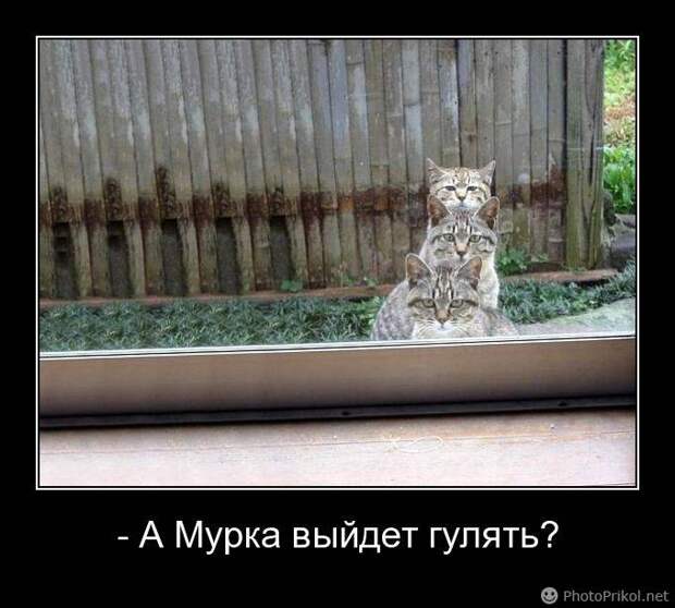 Демотиватор - А Мурка выйдет гулять? - 