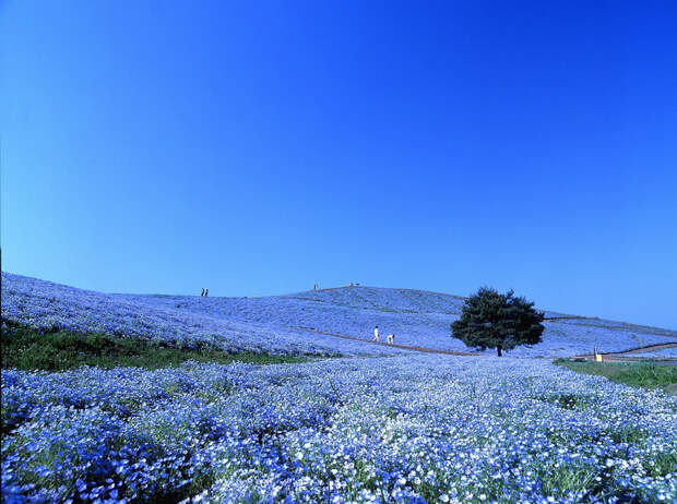 NewPix.ru - «Hitachi Seaside Park» сад цветов в Японии