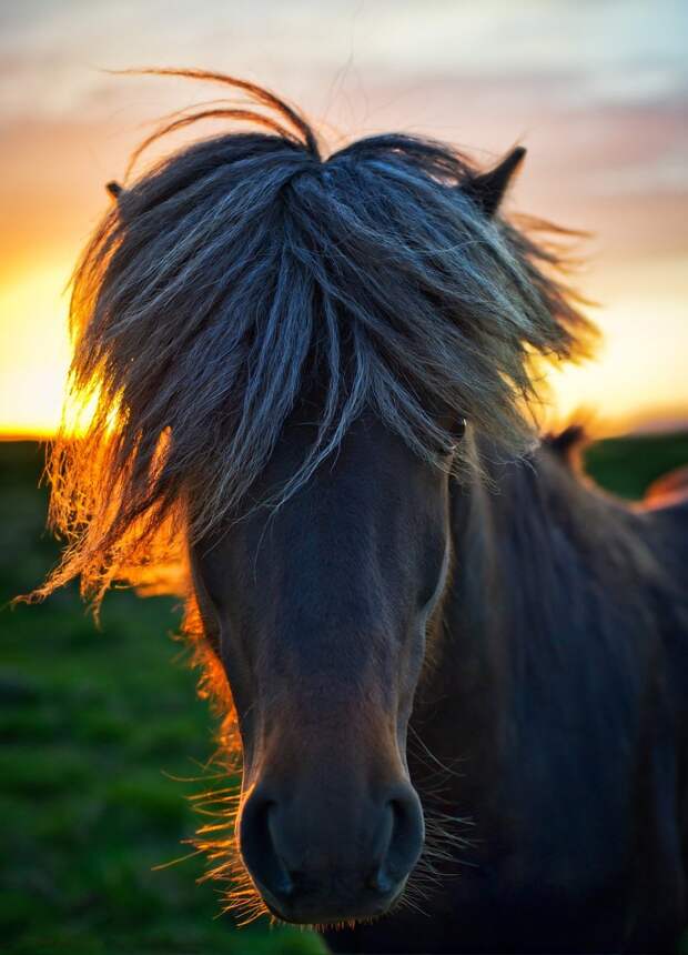Лошадь на лугах в Северной Исландии перед закатом