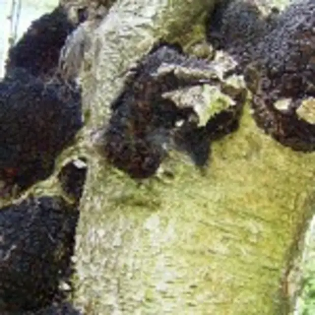 Сдать чагу. Чага на Березе. Чага мелкокусковая. Чага шиитаке чёрный гриб. Chaga Mushroom (Inonotus obliquus).