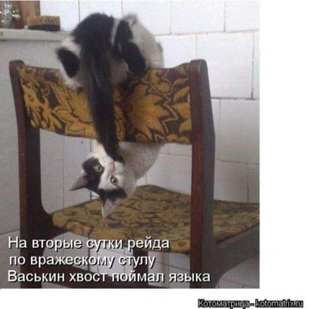 Котоматрицы(картинки с надписями)