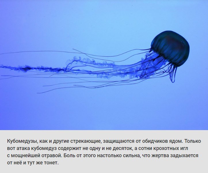 животные, растения, боль, адская боль