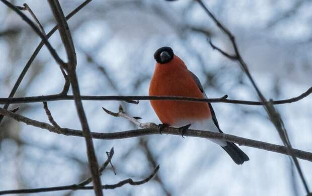 Небольшой снег пройдет местами в Петербурге 7 февраля