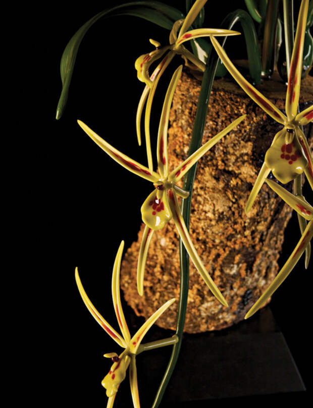 Brassia-verrucosa (536x700, 341Kb)