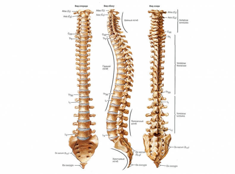 Факты о позвоночнике