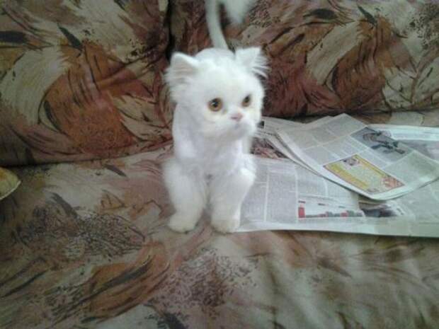 Вторая жизнь  кота, найденного под окнами дома