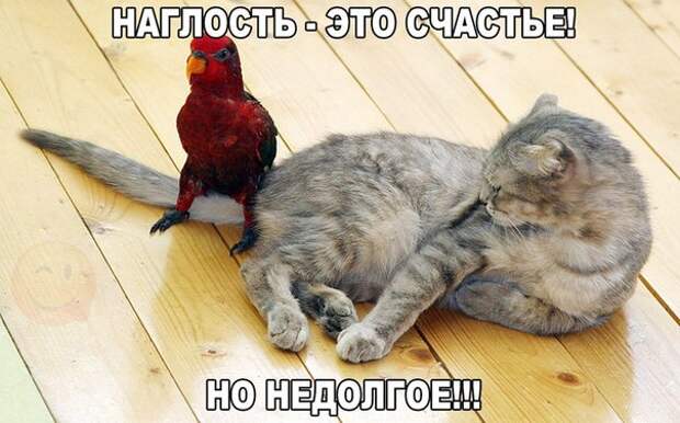 Картинки