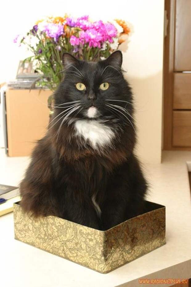 Коты в коробках, сумках, банках и прочих емкостях