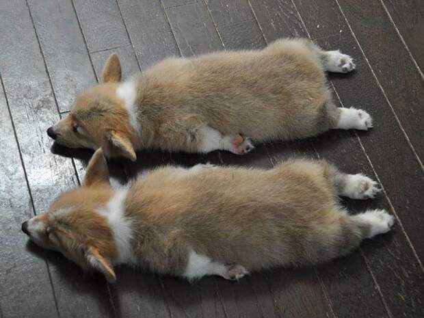 животные близнецы корги лежат