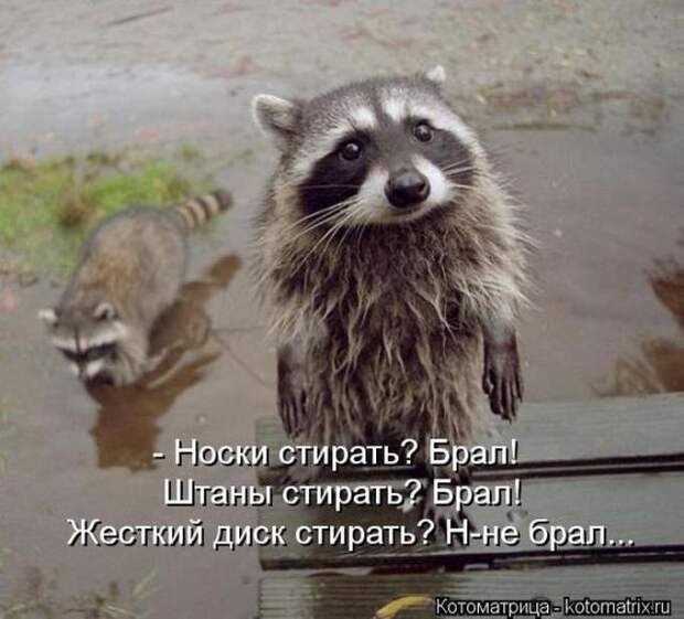 котоматрицы (50 фото)