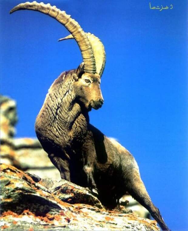 Ибексы или альпийские горные козлы (лат. Capra ibex) 