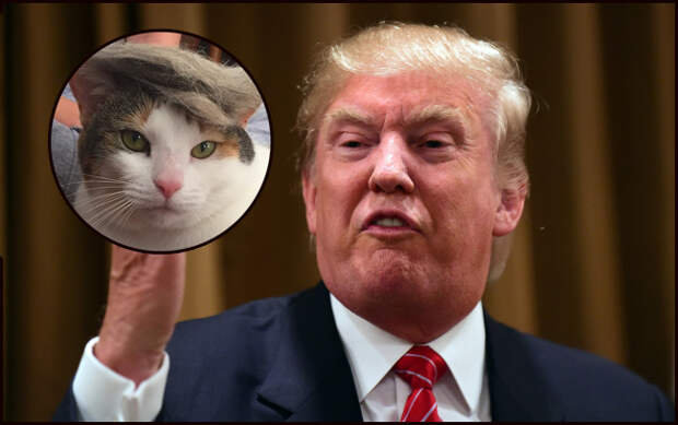 Putting Donald Trump’s Hair On Cats Is Taking Over Instagram And It’s GD Hilarious