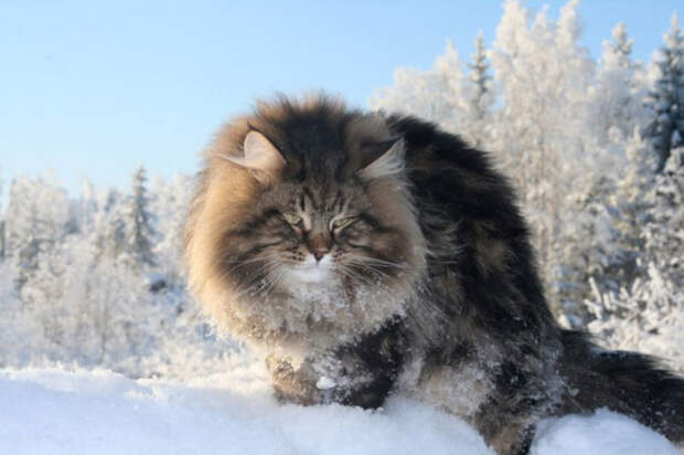 Сибирский царь котов