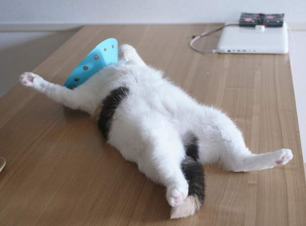 Хозяин, выпусти! коты, фото