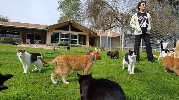 Это просто надо видеть: женщина поселила в своем доме тысячу кошек видео, кошатница, кошачий рай, кошки, помощь животным