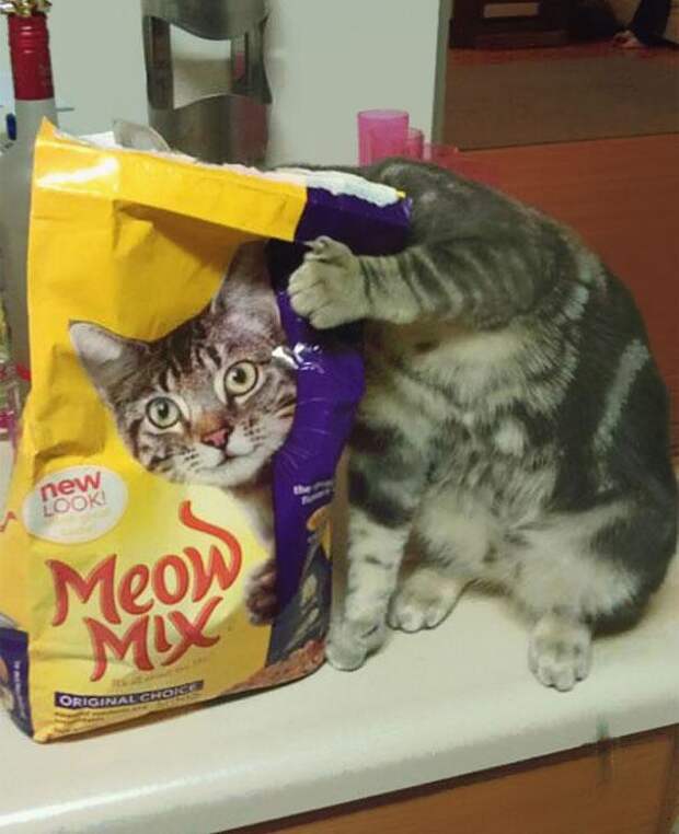 Фотоиллюзии кот