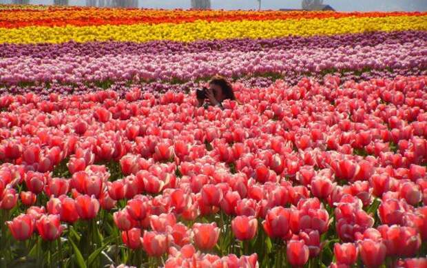 Цветущие тюльпаны (33 фото)