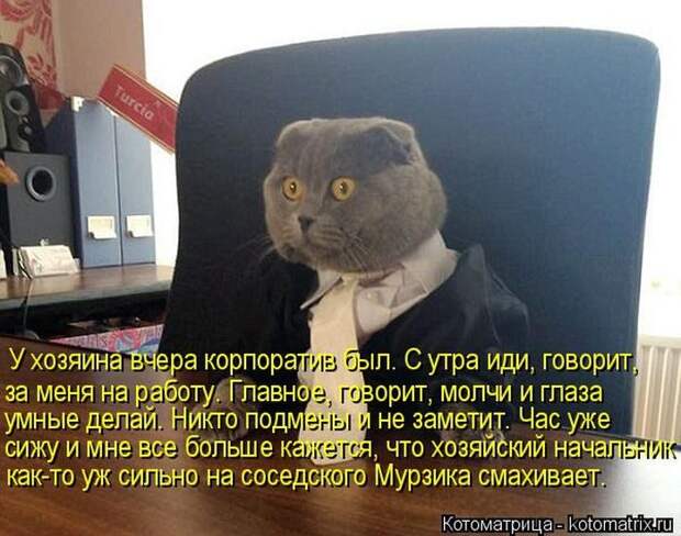 Лучшие котоматрицы недели