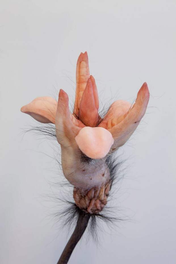 Пугающие работы Patricia Piccinini
