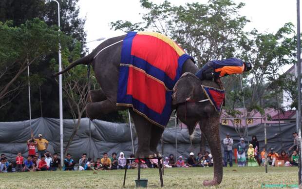 Слон из Суматранского центра охраны слонов выступил на шоу в городе Банда-Ачех, Индонезия.