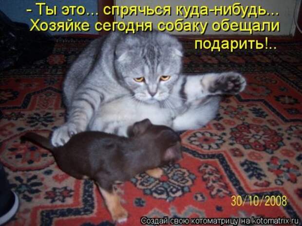 Новая котоматрица (38 фото)