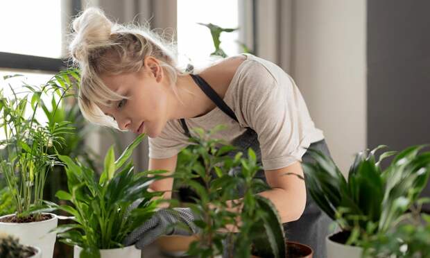 7 комнатных растений, которые освежают спертый воздух в комнате