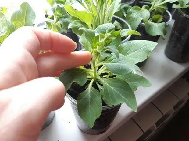 "Первая прищипка": как правильно начинать формировать ампельную и кустовую петунию, чтобы куст был пышным и красивым