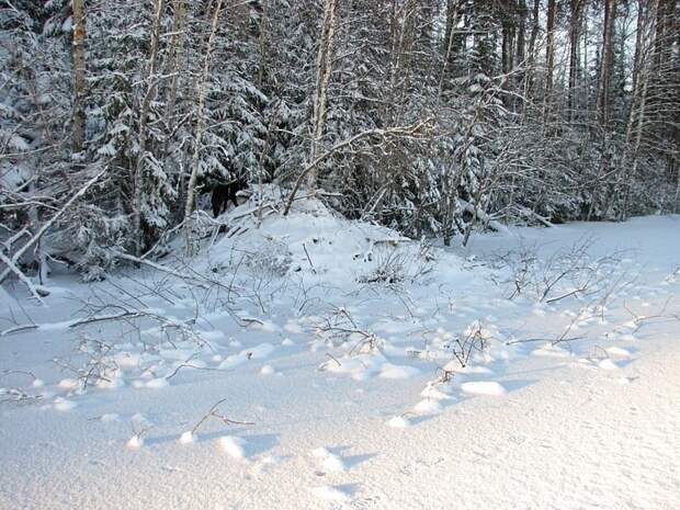 Отпуск в лесу