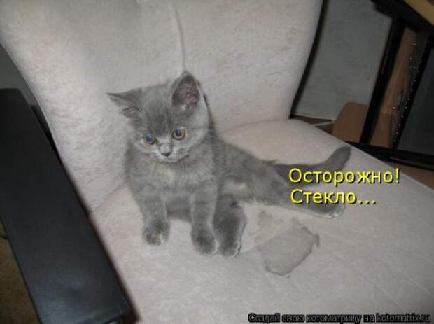 Свежая котоматрица (36 фото)