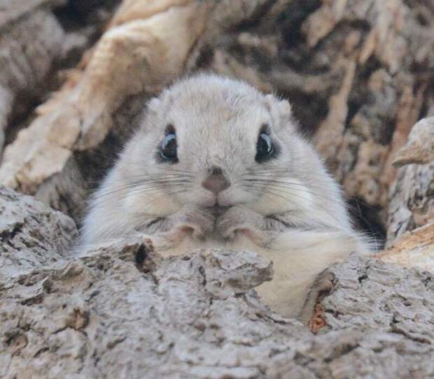 Ezo Momonga Хоккайдо 