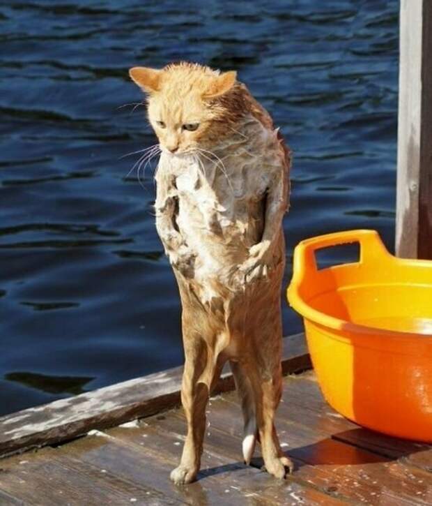 Коты, которым самое место в драмкружке