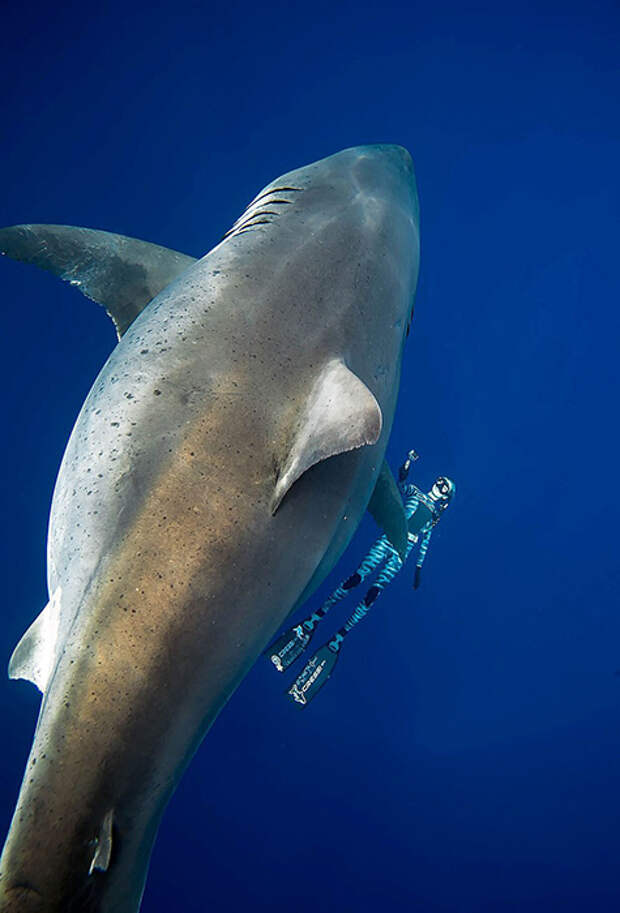 Cамую большую акулу в мире сфотографировали с человеком