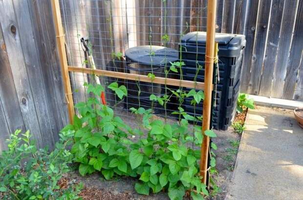 Для того чтобы замаскировать компостер на небольшом участке можно использовать ширму и плетущиеся растения