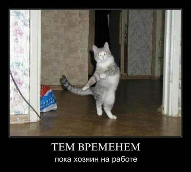 Демотиваторы-приколы