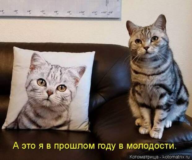 Новая котоматрица для хорошего настроения (30 фото)