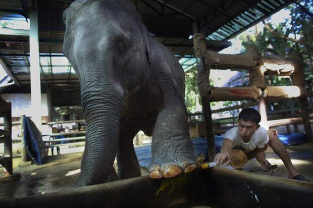 2. Больницы для слонов животные, факты