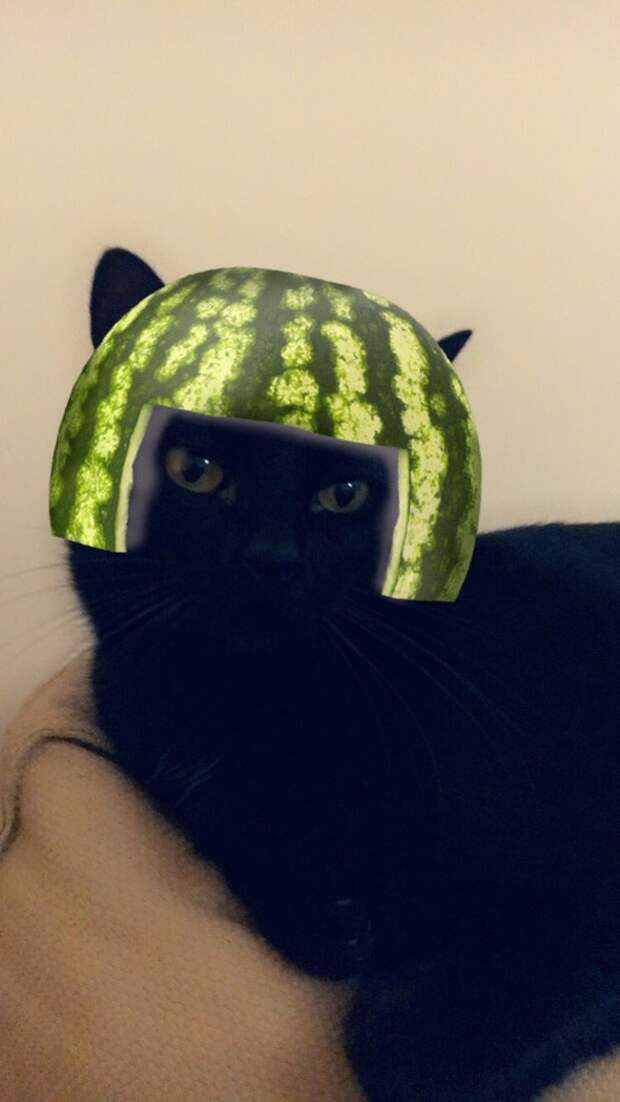Кошачьи фильтры Snapchat