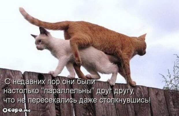 Позитивные котэ (29.05.15)