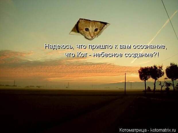 Лучшие котоматрицы недели