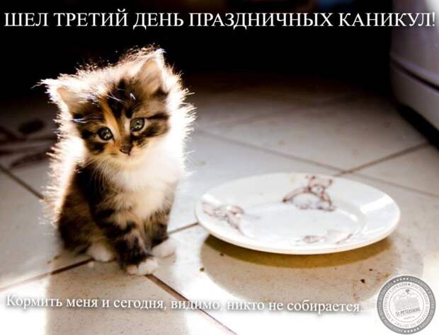 Никто кормить не будет