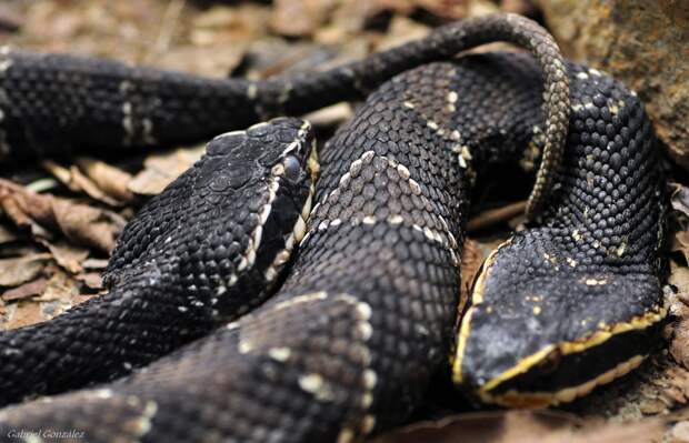 В Бурятии 10-летний мальчик чудом выжил после укуса гадюки