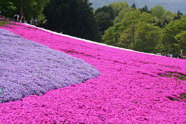 Холм Shibazakura цветение флоксов 3 (700x467, 230Kb)