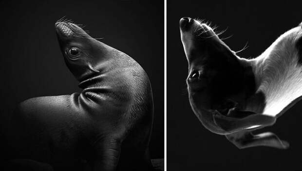 20 фото, которые окончательно убедят вас в том, что тюлени — это очаровательные морские щенки!