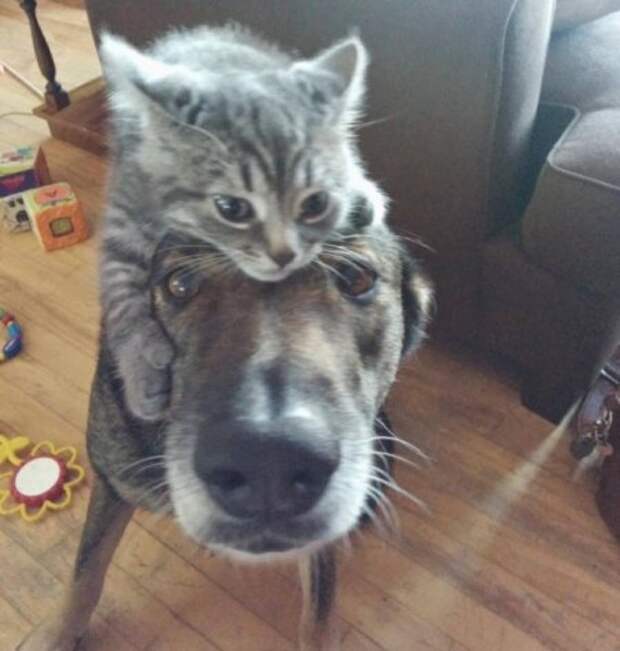 Забавные фотографии дружбы собак и кошек